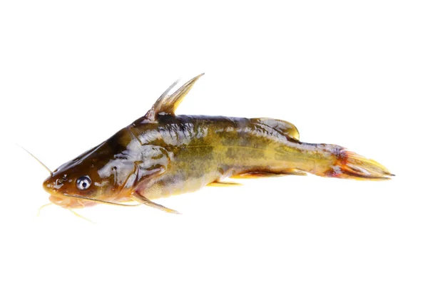 Pelteobagrus Fulvidraco Kind Freshwater Fish Very Fierce — Stock Photo, Image