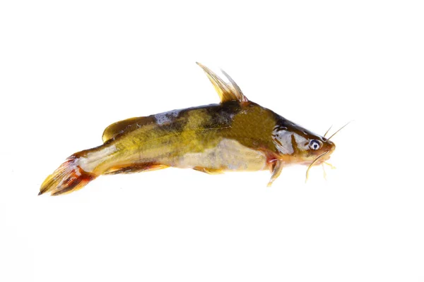 Pelteobagrus Fulvidraco Kind Freshwater Fish Very Fierce — Stock Photo, Image