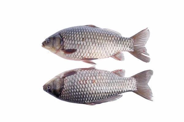 Close Crucian Carp White Background — Stock Photo, Image