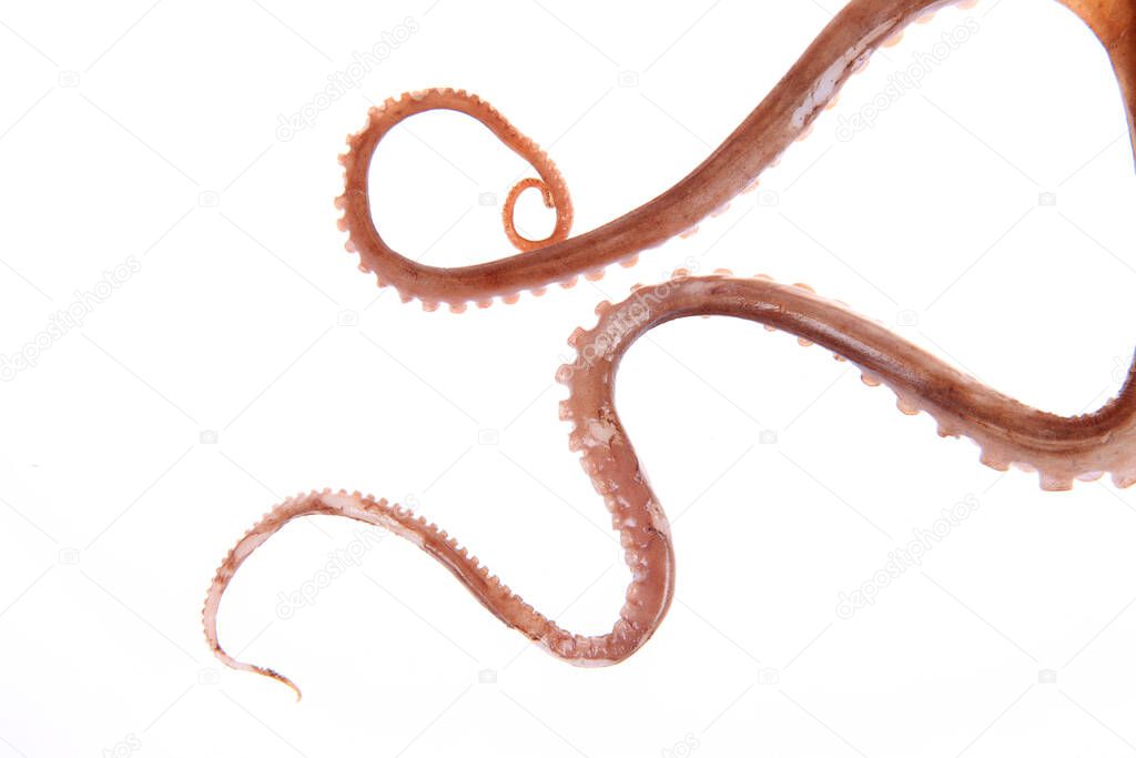 Octopus tentacles,A close-up