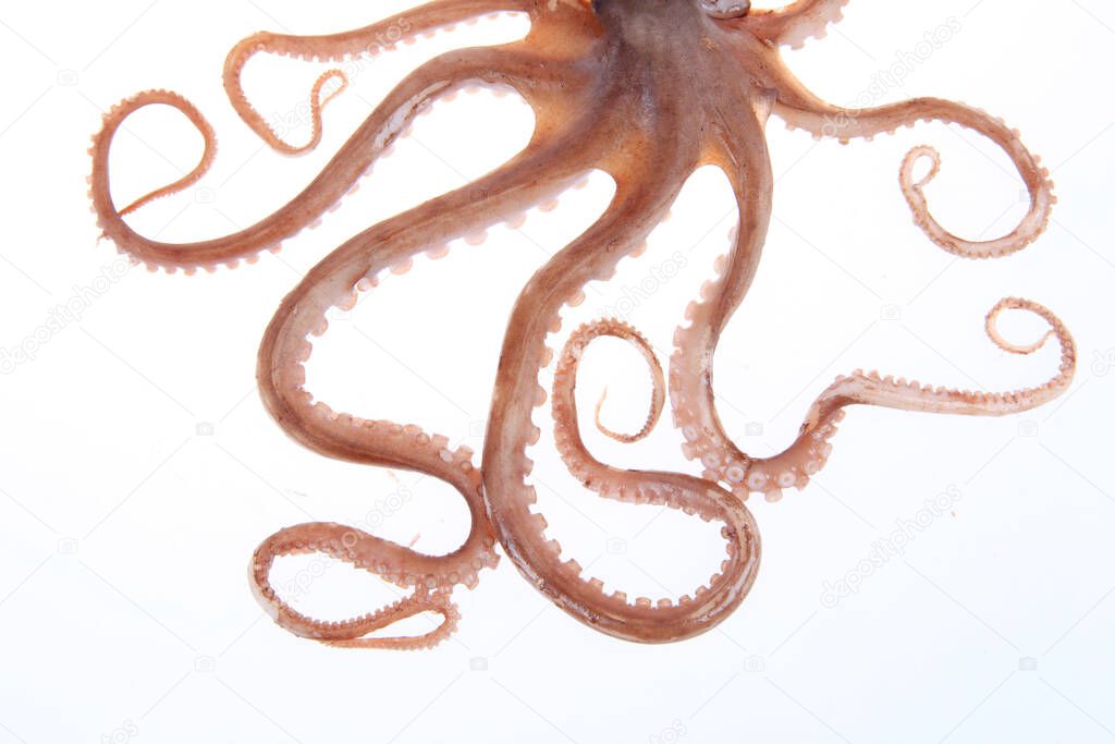 Octopus tentacles,A close-up