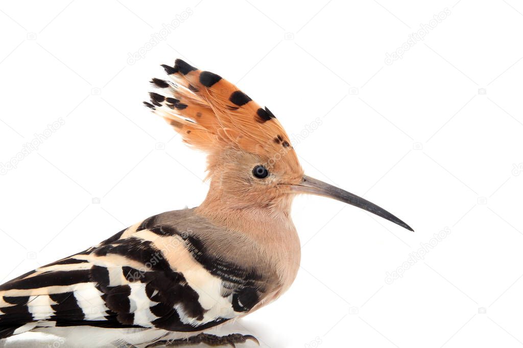 The hoopoe, close-up, white background
