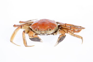 Pişmiş yengeç, yakın plan, beyaz arkaplan