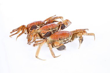 Pişmiş yengeç, yakın plan, beyaz arkaplan