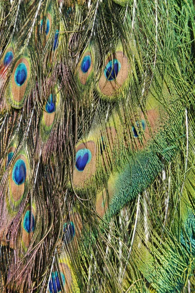 Penas Pavão — Fotografia de Stock