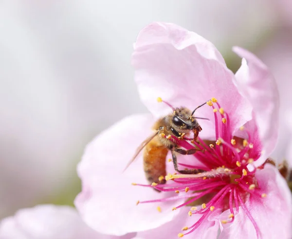 Пчела Собирает Нектар Цветке Персика — стоковое фото