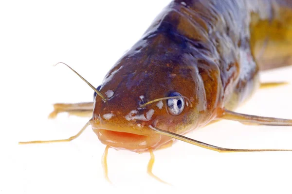 Catfish Kind Freshwater Fish Very Fierce — Stock Photo, Image