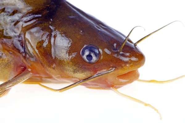 Catfish Kind Freshwater Fish Very Fierce — Stock Photo, Image