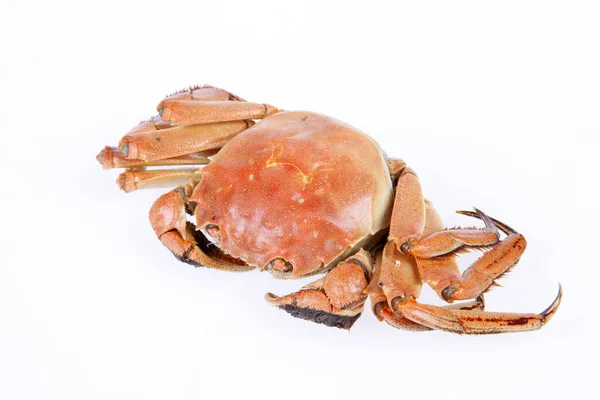 Gekochte Krabbe Nahaufnahme Weißer Hintergrund — Stockfoto