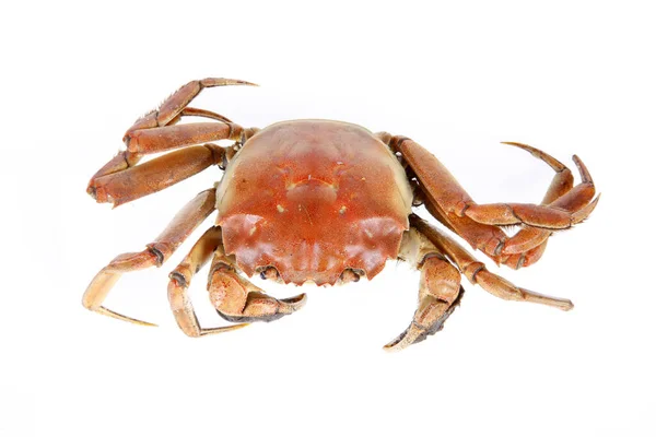 Gekookte Krab Close Witte Achtergrond — Stockfoto