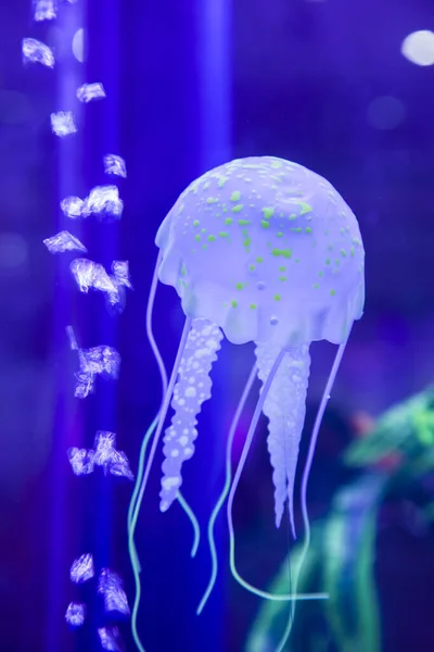 クラゲだ 水族館のクラゲ — ストック写真