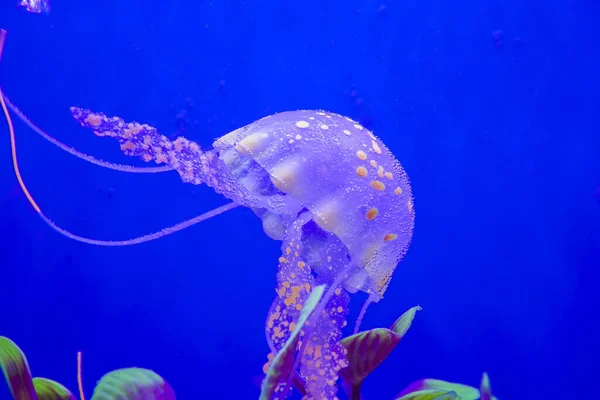 クラゲだ 水族館のクラゲ — ストック写真