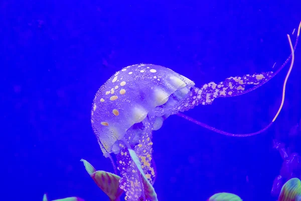 クラゲだ 水族館のクラゲ — ストック写真