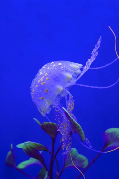 Des Méduses Méduses Dans Aquarium — Photo