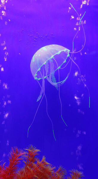 Медуза это вид морской жизни, очень красивая
