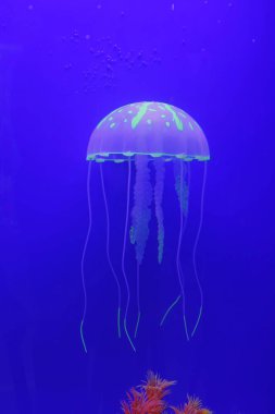 Denizanası bir tür deniz canlısıdır, çok güzeldir.