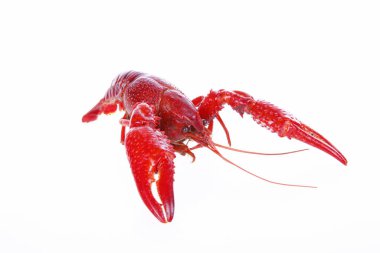 Kerevit, beyaz arka plan, yakın plan.