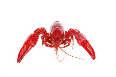 Kerevit, beyaz arka plan, yakın plan.