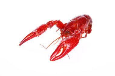 Kerevit, beyaz arka plan, yakın plan.