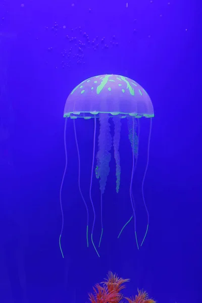 Jellyfish Kind Marine Life Very Beautiful — Stock Photo, Image