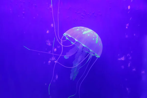 Jellyfish Kind Marine Life Very Beautiful — Stock Photo, Image