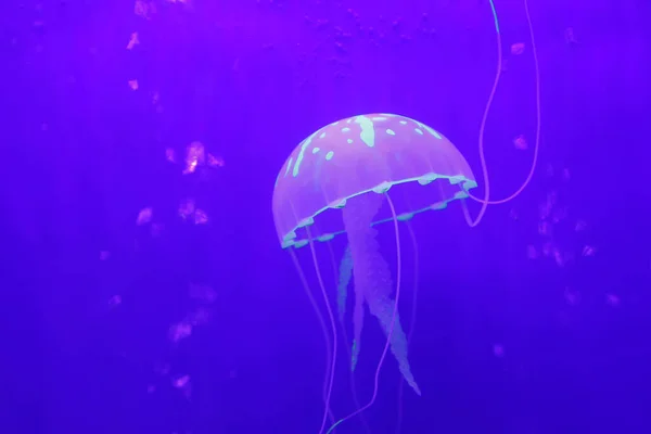 Медуза Вид Морской Жизни Красивая — стоковое фото