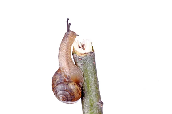 一只蜗牛 在树枝上 在蓝色的背景上 — 图库照片