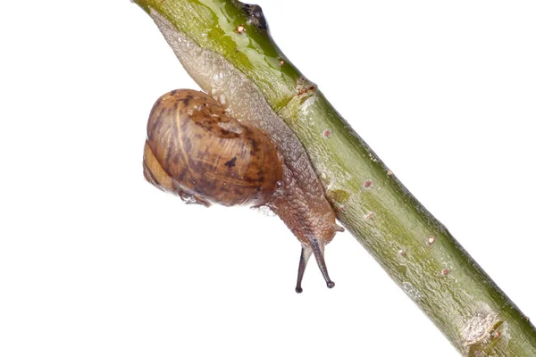 一只蜗牛 在树枝上 在蓝色的背景上 — 图库照片