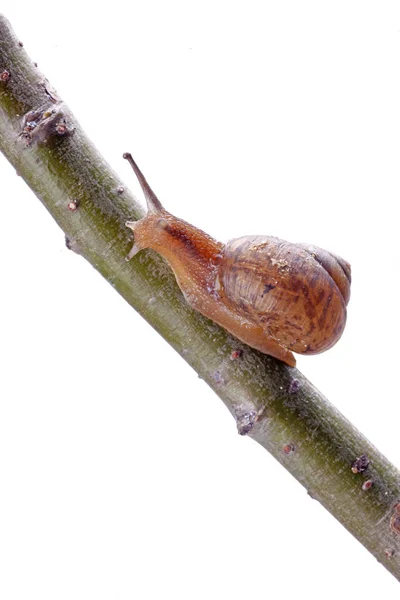 Caracol Sobre Ramas Árboles Sobre Fondo Azul Primer Plano —  Fotos de Stock