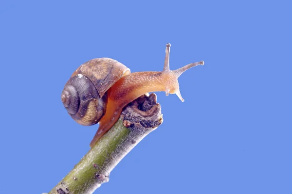Snail Branches Trees Blue Background Close — Stock Photo, Image