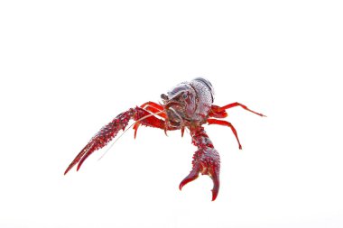 Kerevit, beyaz arka plan, yakın plan.