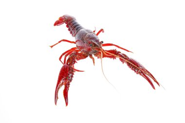 Kerevit, beyaz arka plan, yakın plan.