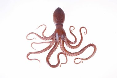 Octopus is a kind of sea animals, tastes very delicious.A close-up clipart