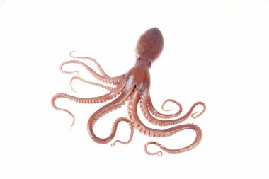 Ahtapot bir tür deniz hayvanıdır. Tadı çok lezzetlidir. Yakın plan.