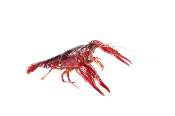 Crawfish White Background Close — Stock Photo, Image