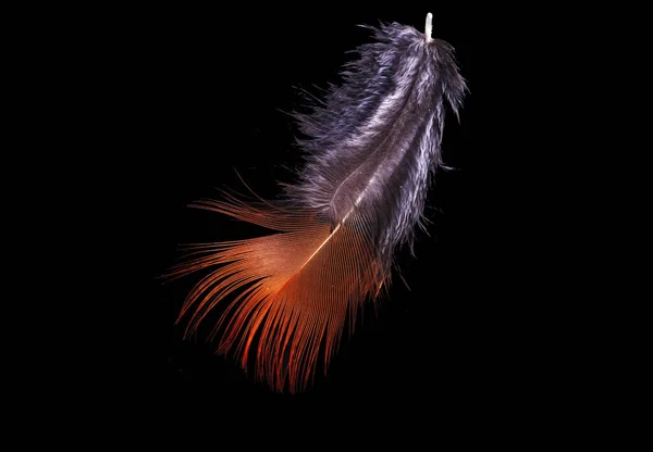 Feathers Close White Background — Stock Photo, Image