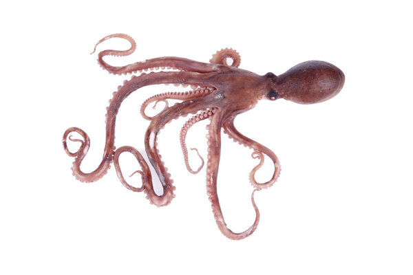 Осьминог вид морских животных, вкус вкусный, крупным планом
