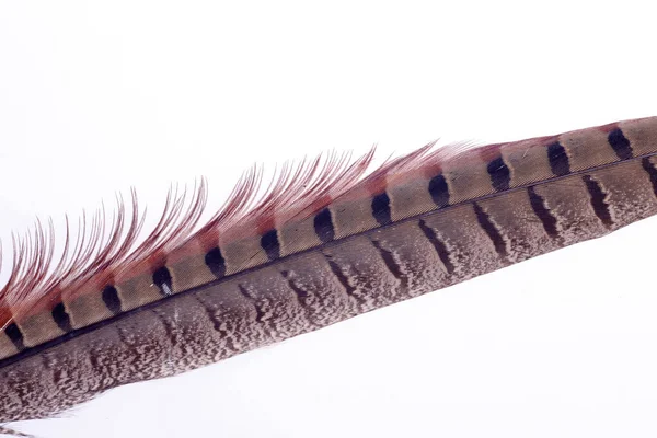 Vogelfedern Farbe Ist Sehr Schön Nahaufnahme — Stockfoto