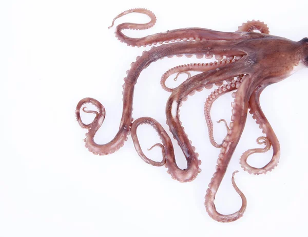 Oktopus Tentakel Aus Nächster Nähe — Stockfoto