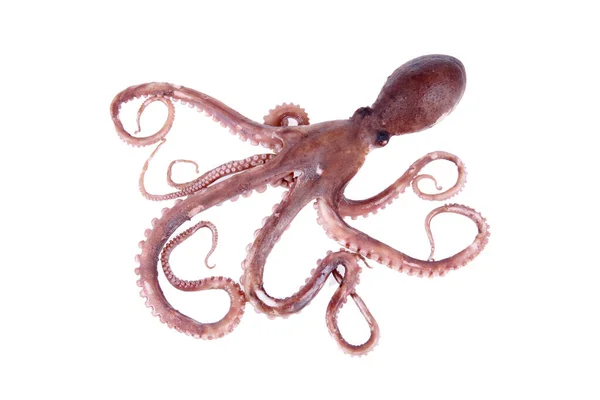 Octopus Egyfajta Tengeri Állatok Íze Finom Közelről — Stock Fotó