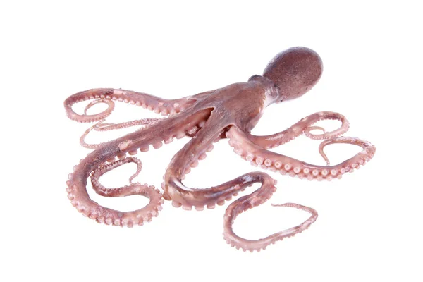 章鱼是一种海生动物 味道鲜美 特写特写 — 图库照片