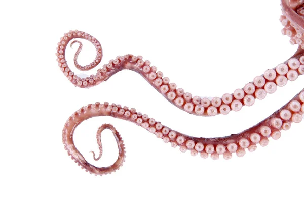 Octopus Tentacles Close — Stock Photo, Image