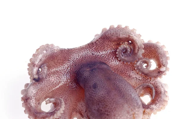 Восьминіг Вид Морських Тварин Дуже Делікатний Смак — стокове фото