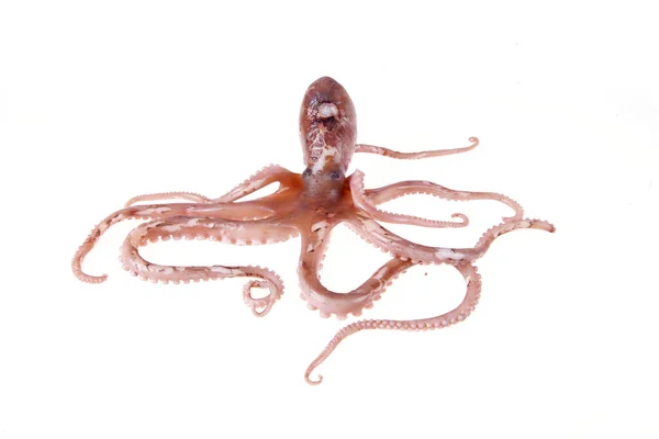 Pulpo Una Especie Animal Marino Tiene Sabor Muy Delicioso — Foto de Stock