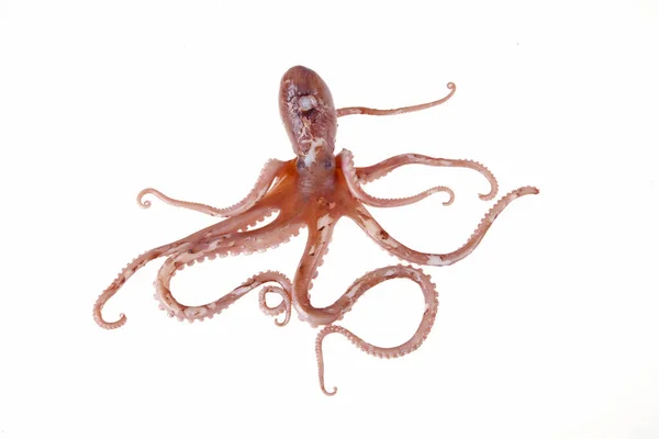 Octopus Tipo Animais Marinhos Gosto Muito Delicioso Close — Fotografia de Stock