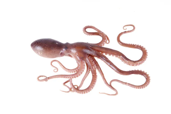 Octopus Een Soort Zeedieren Smaakt Erg Heerlijk Een Close — Stockfoto