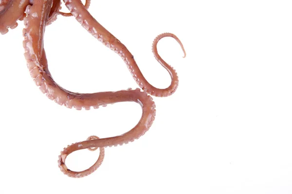 Octopus Jest Rodzajem Zwierząt Morskich Smakuje Bardzo Smacznie Zbliżenie — Zdjęcie stockowe