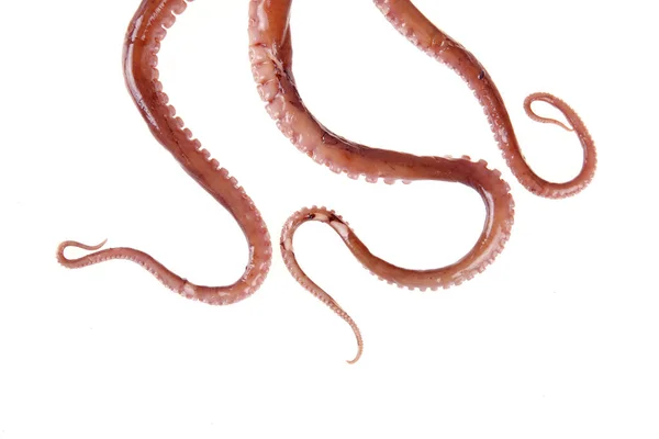 Octopus Een Soort Zeedieren Smaakt Erg Heerlijk Een Close — Stockfoto