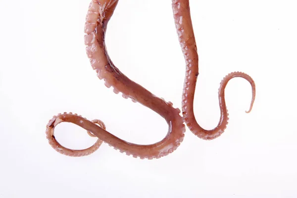 Kraken Sind Eine Art Meerestiere Schmecken Sehr Köstlich Eine Nahaufnahme — Stockfoto