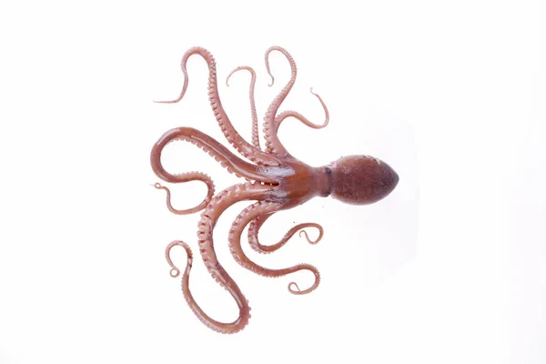 Octopus Este Fel Animale Mare Gust Foarte Delicios Close — Fotografie, imagine de stoc